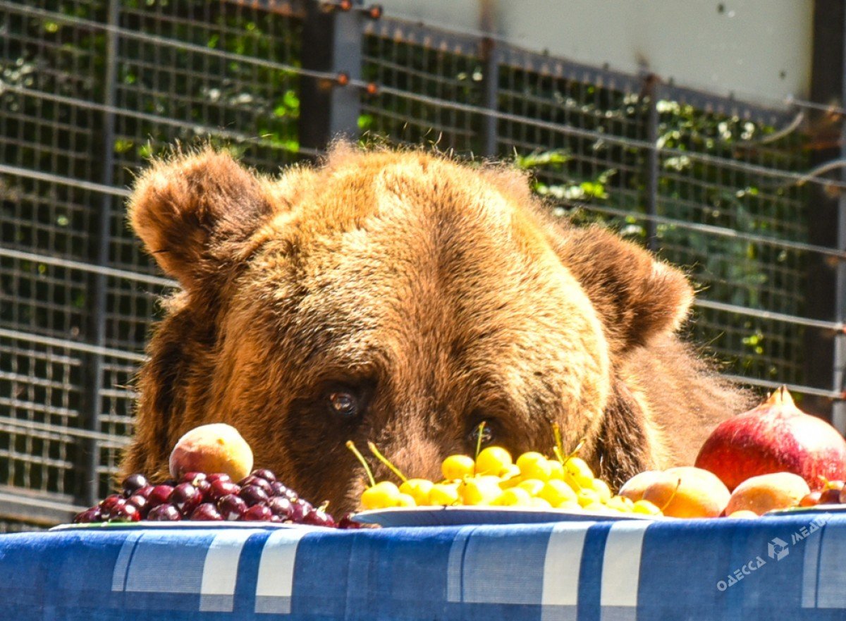 Медовый мишка 38. Бурый медведь ест мед. Медовый мишка. Медведь кушает мед. Медведь с медом.