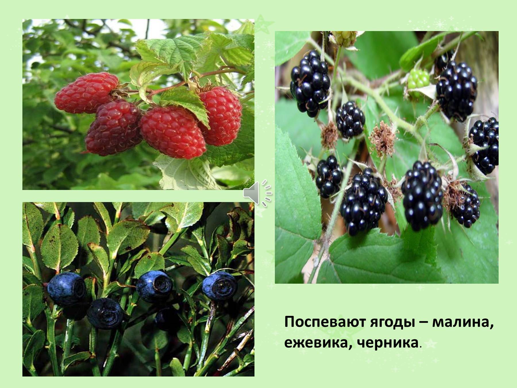 Созревают ягодки. Ягоды летние названия. Лесные ягоды Кавказа. Ежевика. Какие бывают ягоды картинки.