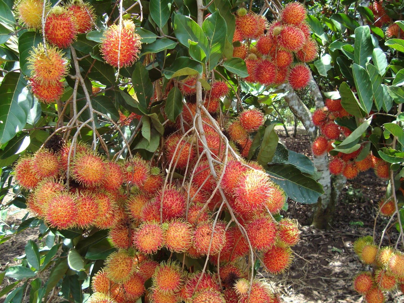 фрукты которые растут в индии