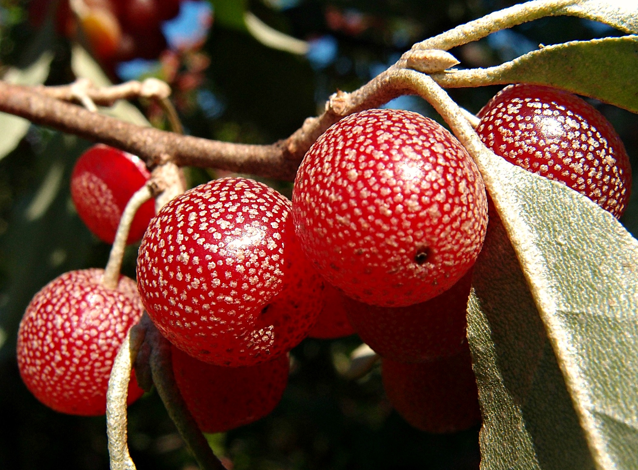 Красные ягоды виды