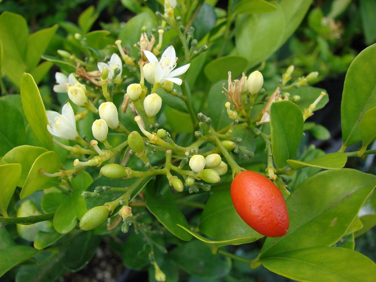 ягоды жасмина фото