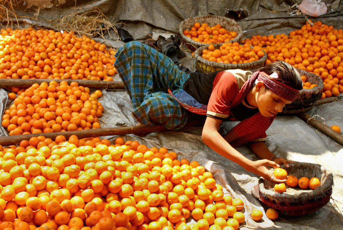 Урожайность апельсинов. Мандариновые плантации в Марокко. Марокко мандарины плантации. Плантации апельсинов Индии. Плантация фруктов Индии.