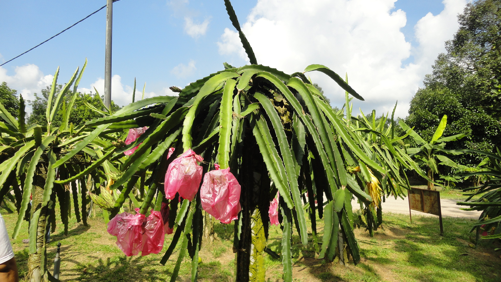 Pitaya planta cuidados