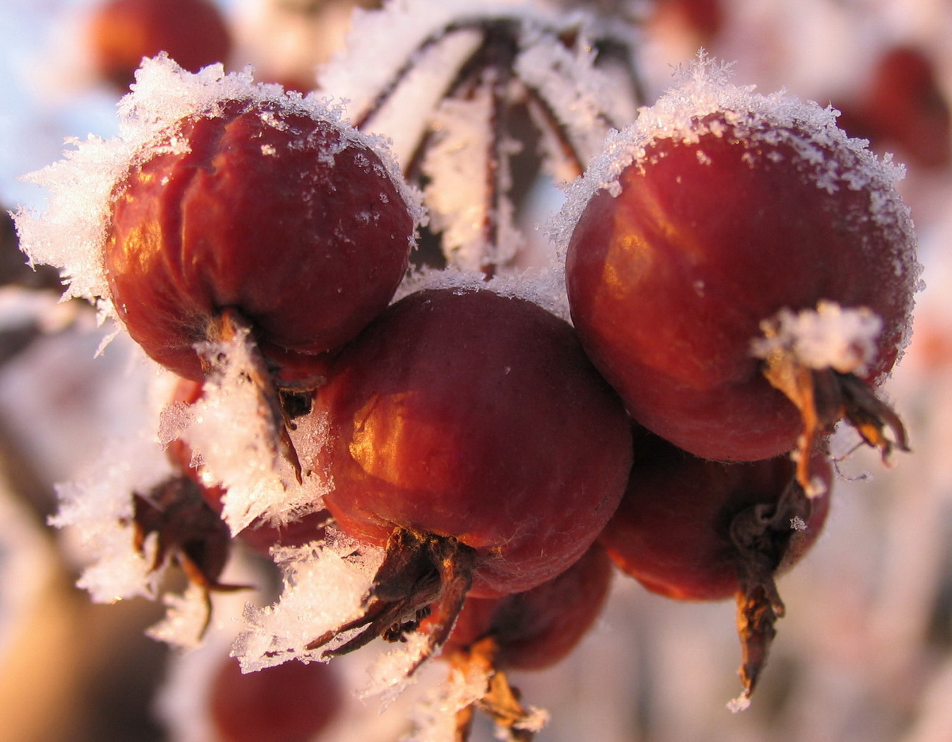 Снеженика ягода зимняя ягода