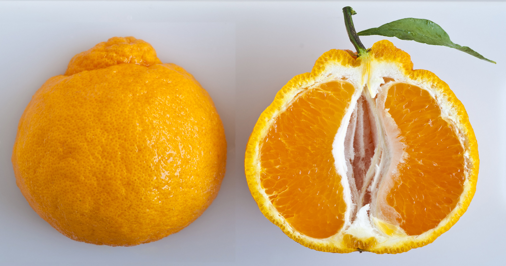 Минеола что за фрукт. Цитрус мандарин Mandarine. Минеола цитрус. Мандарины Минеола. Сорт мандарин Минеола.