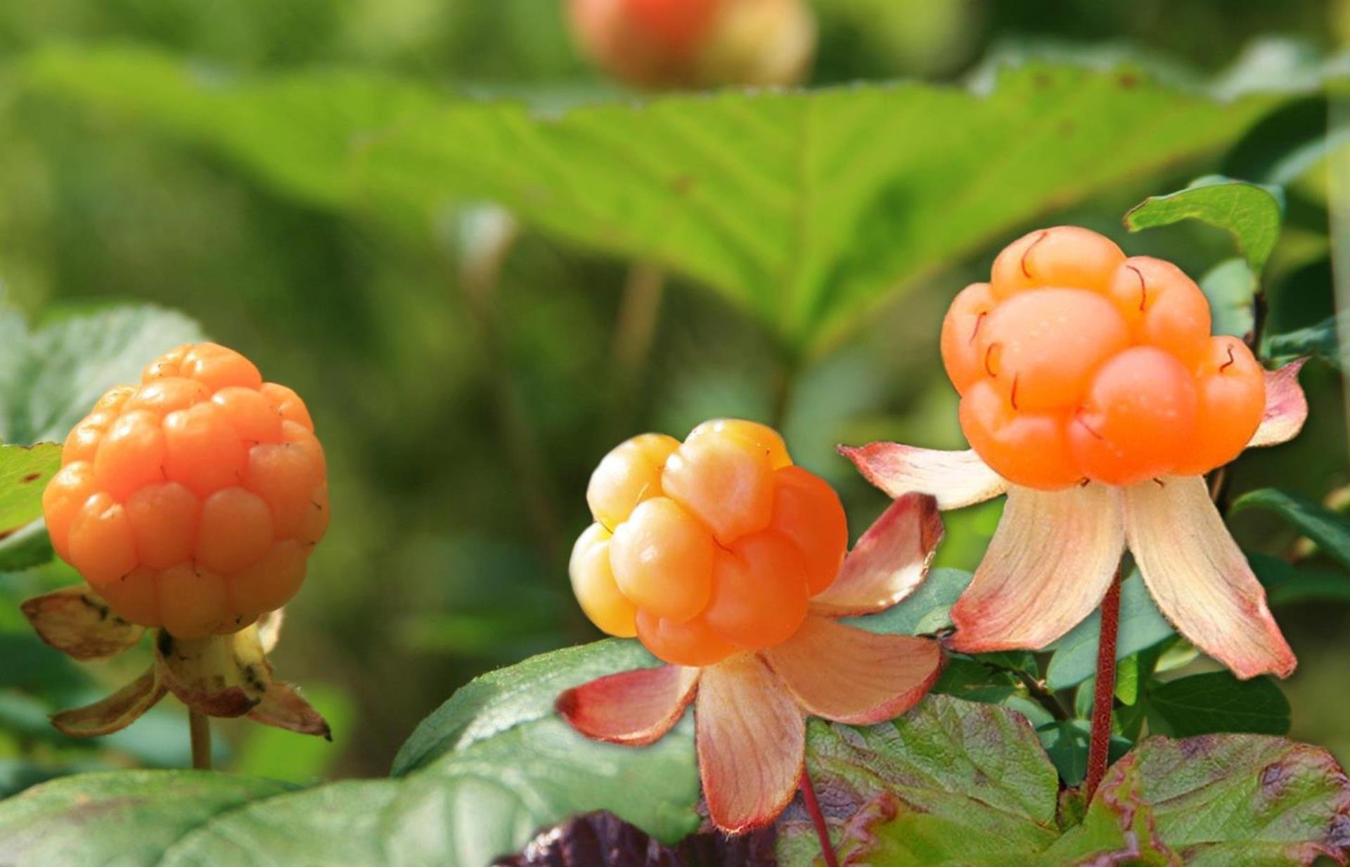 Cloudberry. Морошка ягода. Морошка Неспелая. Царская ягода Морошка. Чашелистики морошки.
