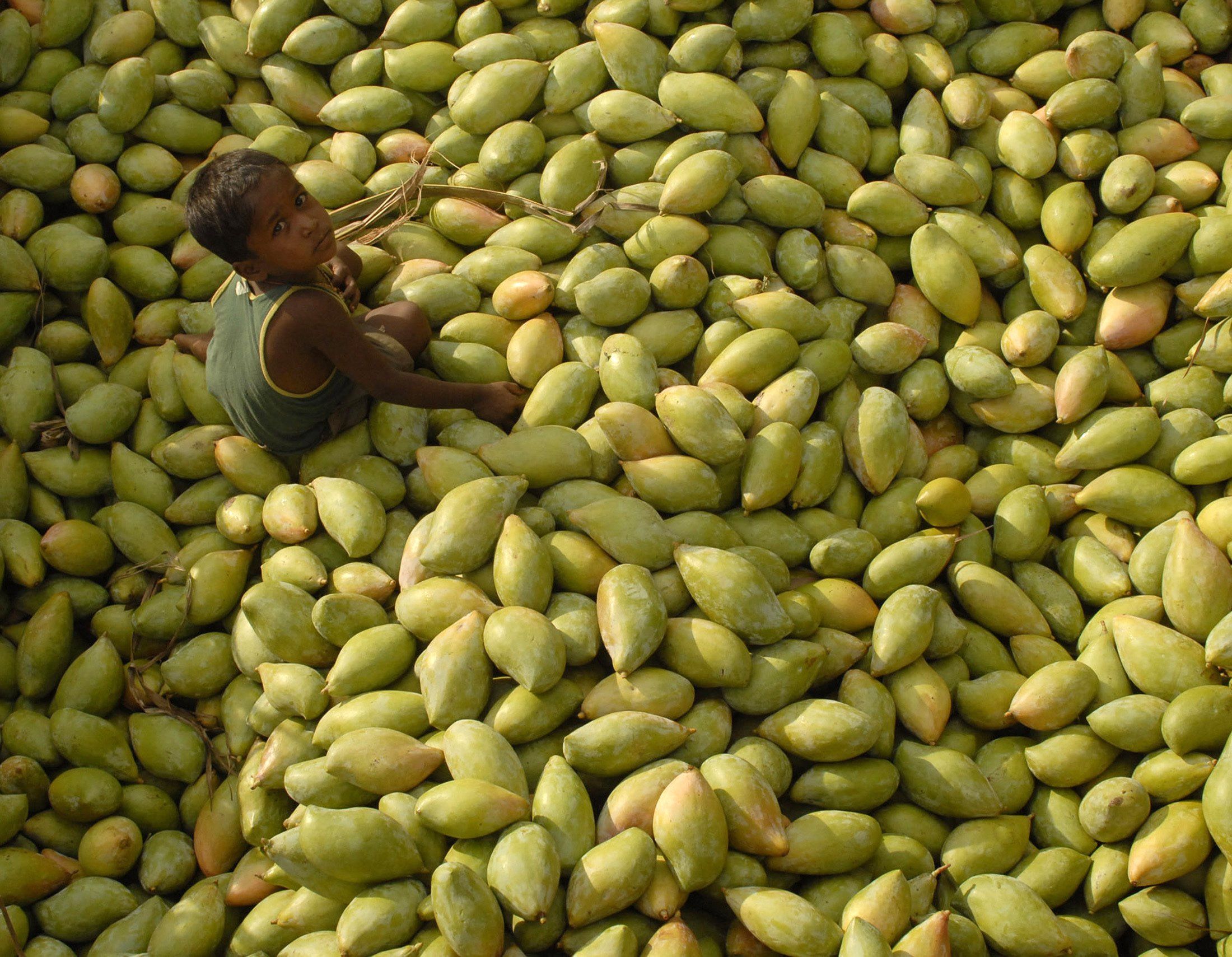 Фрукты есть в египте. Манго в Индии. Египетское манго. Плантации манго в Индии. Сорта манго в Индии.