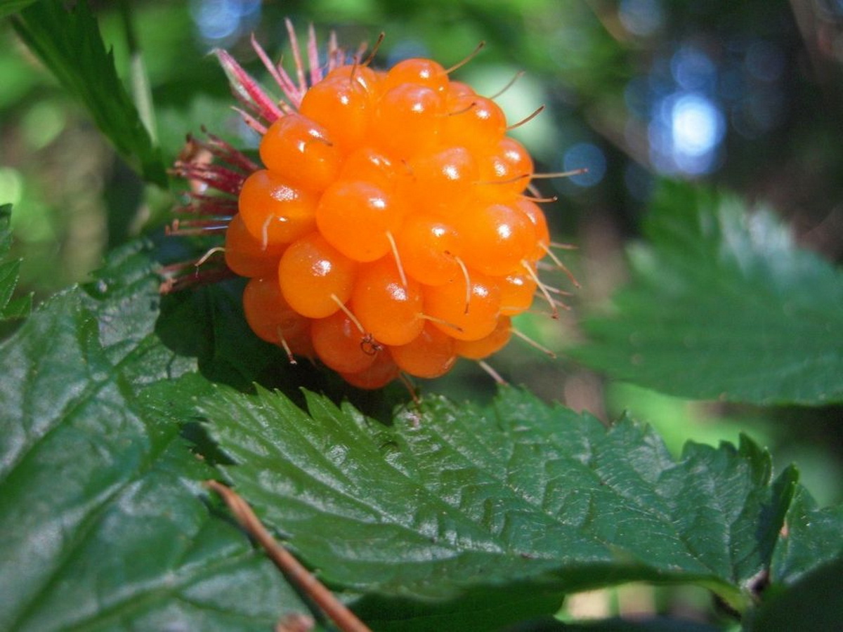 Морошка фото ягода Лесная