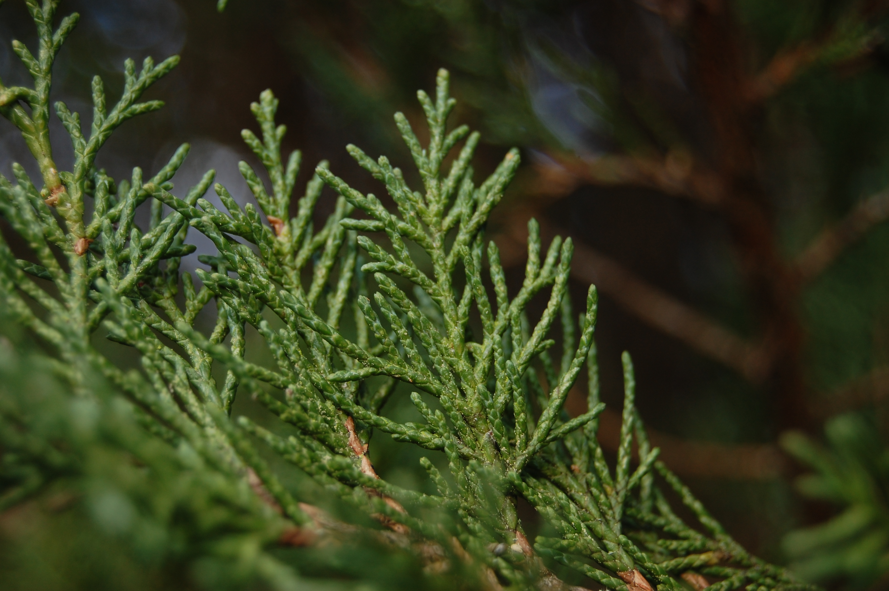 Juniperus chinensis parsonii