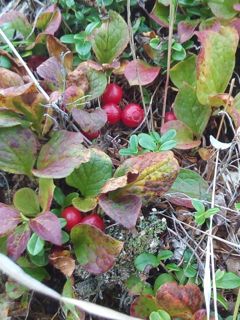 Клоповка Сахалинская ягода