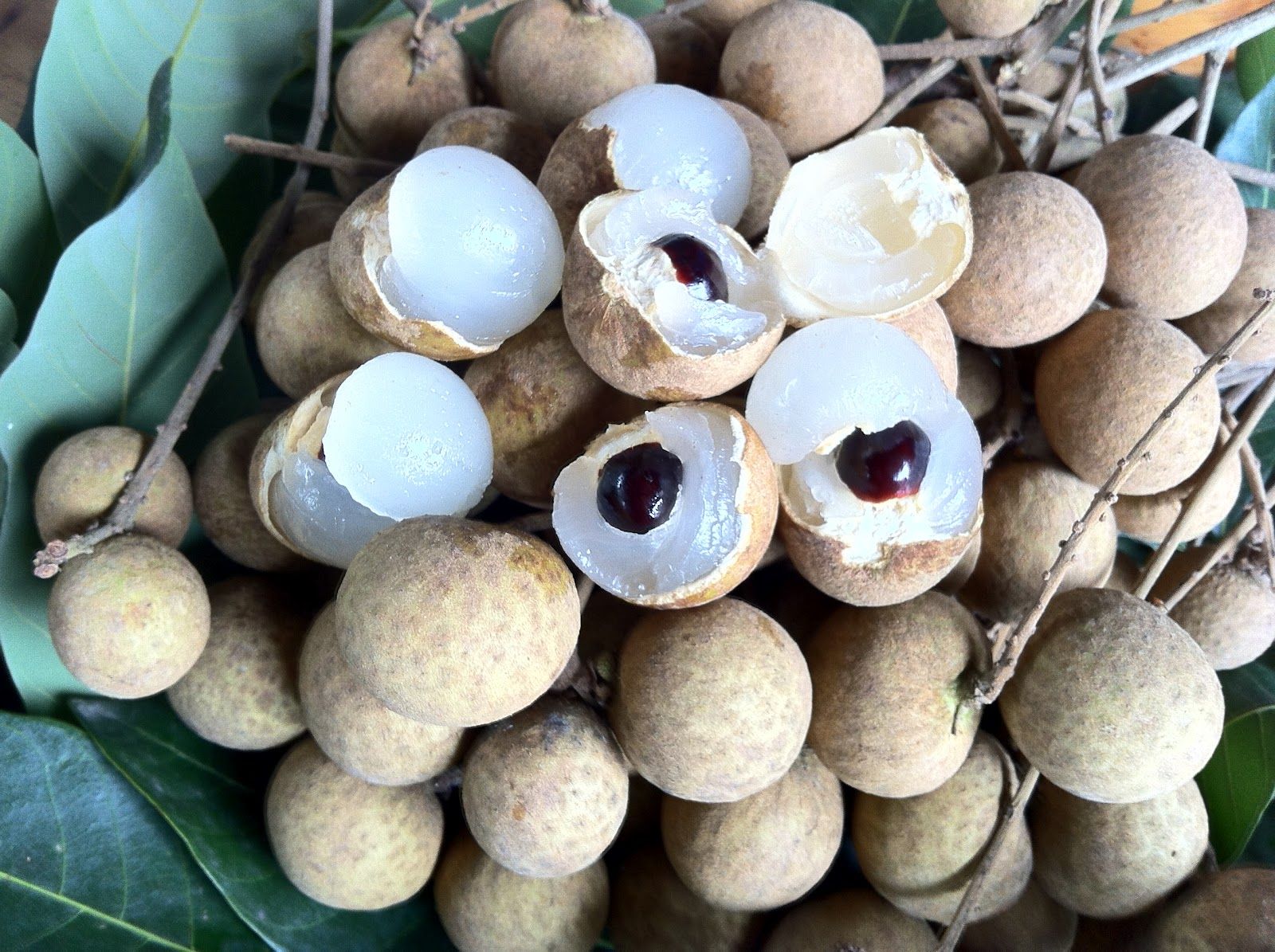 Экзотические фрукты из тайланда фото и названия