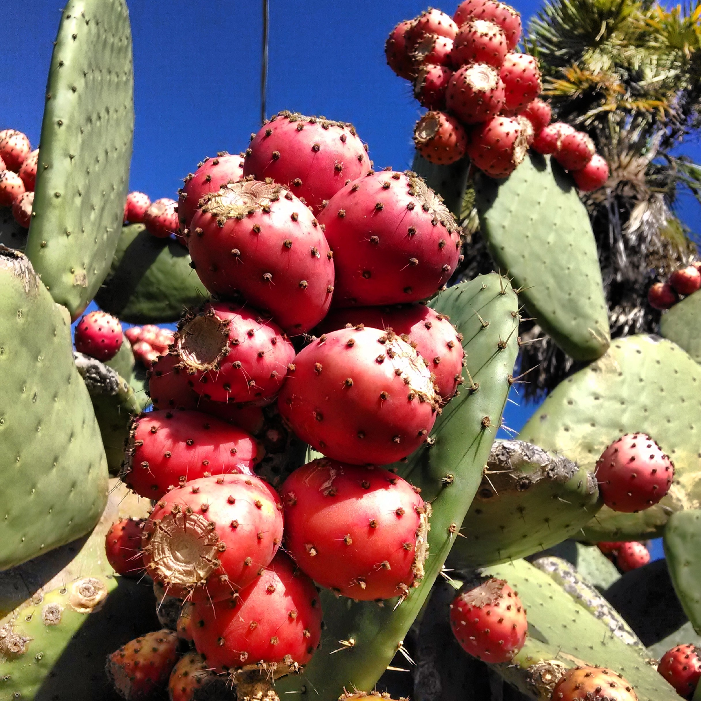 Prickly pear. Плоды кактуса опунция. Опунция Кактус съедобные плоды. Prickly Pear фрукт. Prickly Pear Cactus Fruit.