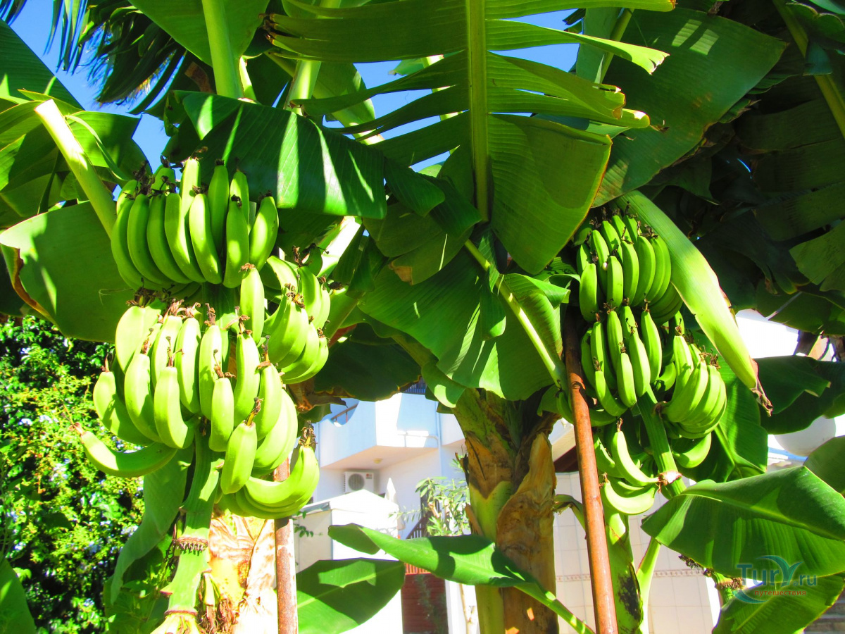 Где растут бананы картинки