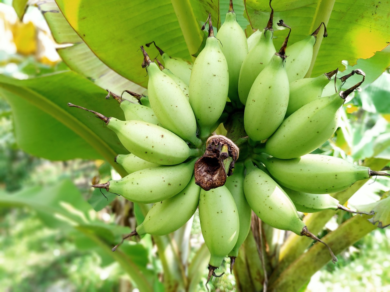 Бананас фрукт. Банан фото. Банан фрукт и ЦЛС. Банан это ягода. Банан это трава фрукт овощ или ягода