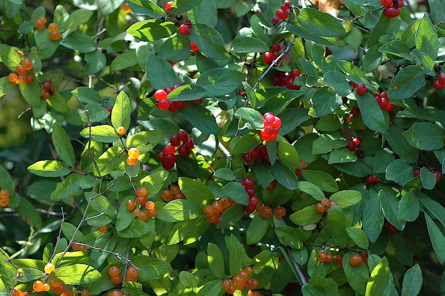 Пиканто кустарник с красными ягодами