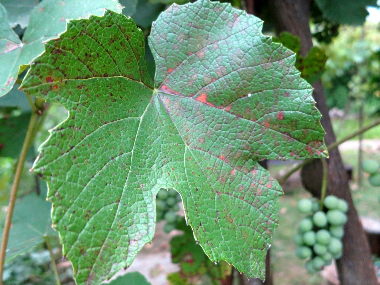 Какие болезни винограда. Винограда милдью антракноз. Мозаичная пятнистость винограда. Черная пятнистость винограда. Оидиум на листьях винограда.