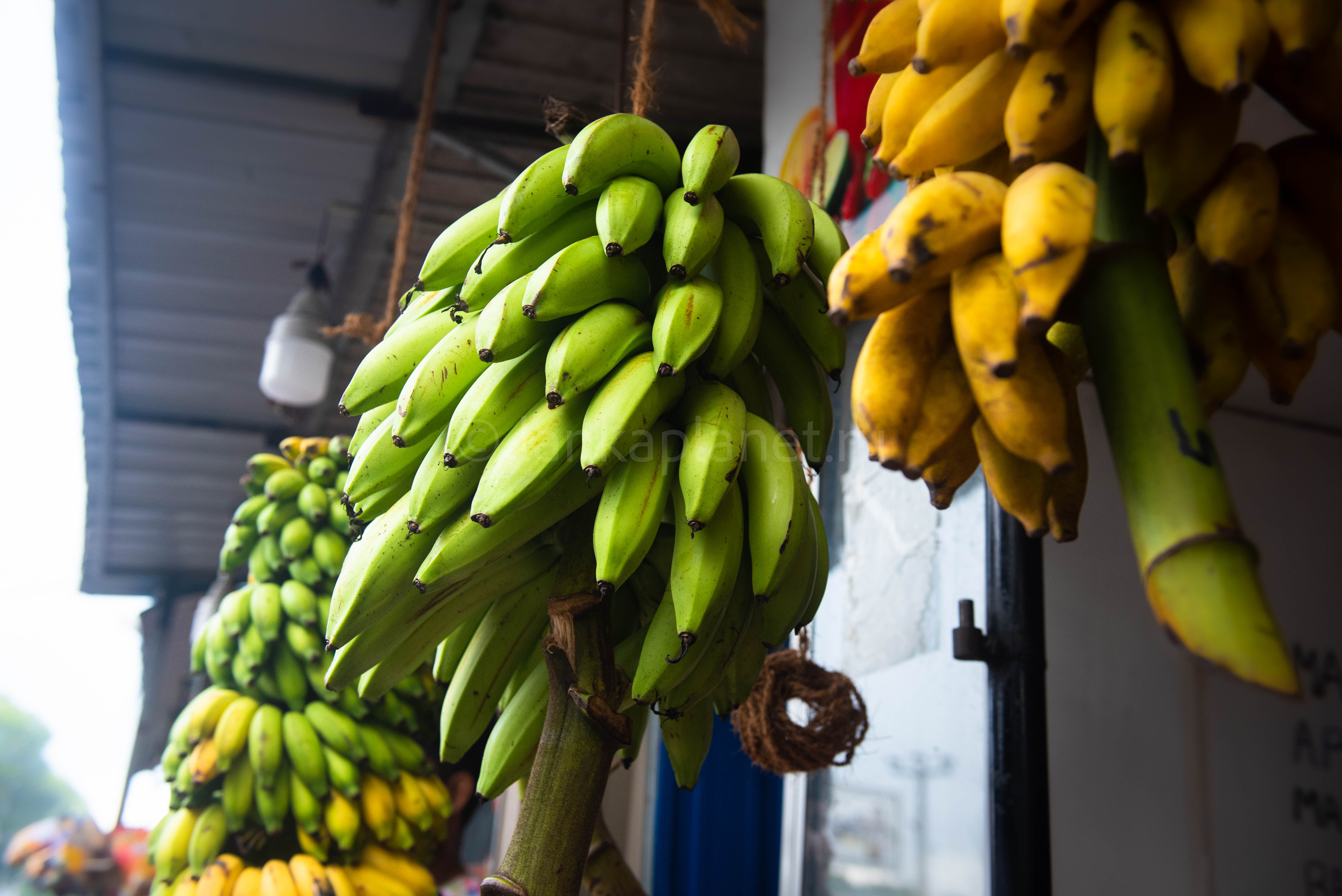 Фрукты шри ланки. Фрукты Шри Ланки фото с названиями. В Абагуре Лесном продаются бананы.