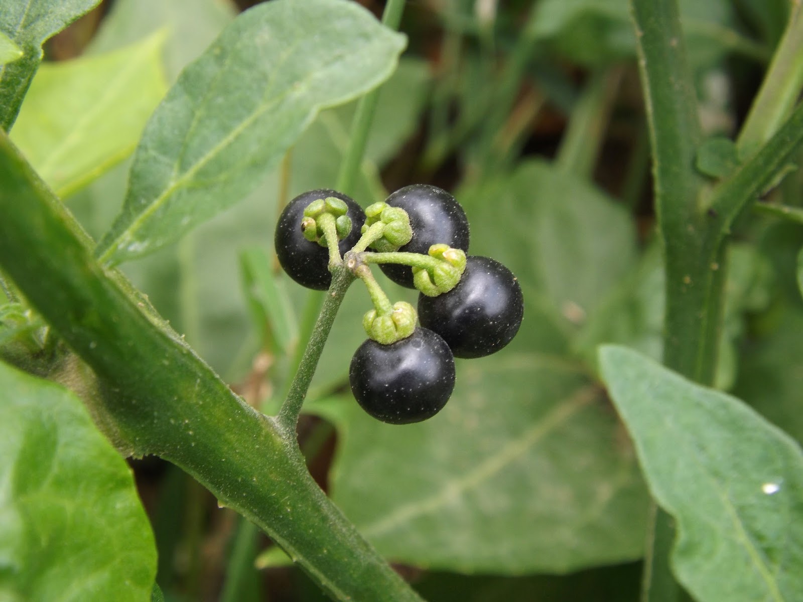 Паслен черный (Solanum nigrum)