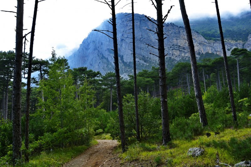 Ялтинский Горно-Лесной заповедник в Крыму