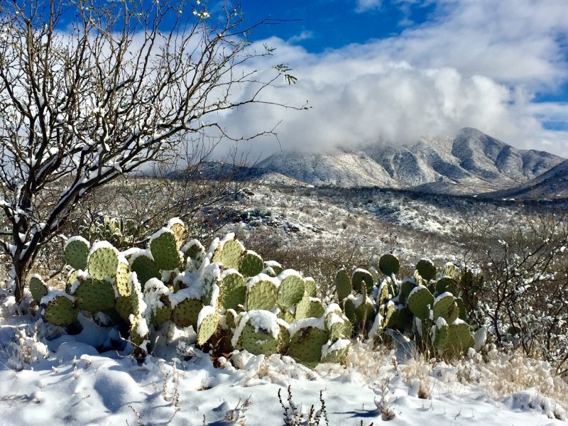 Мексика пустыня кактусы зима