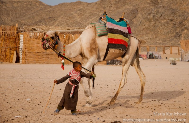 Жители пустыни бедуины Египет