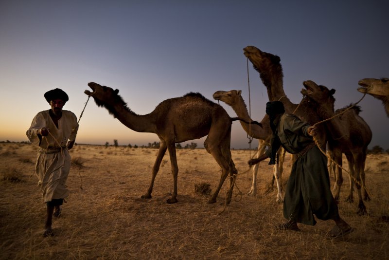 Туареги племя кочевников Африки