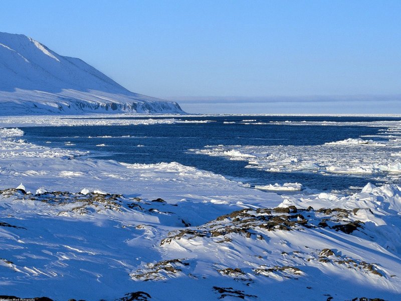 Арктическая Прибрежная тундра