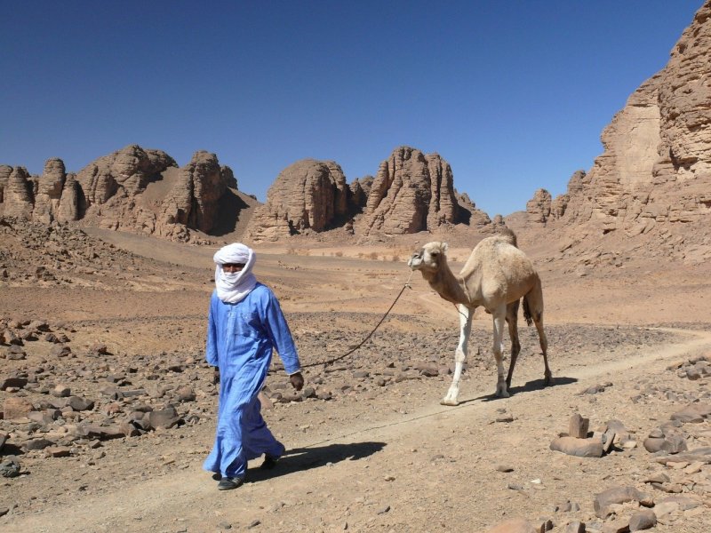 Верблюдоводство в Алжире