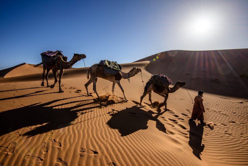 Марокко сахара Верблюды