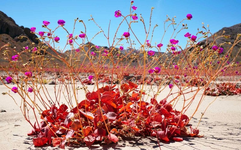 Цветок в пустыне