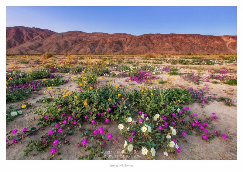 Цветущая пустыня Анза Боррего Калифорния
