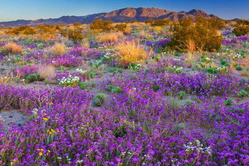 Пустыня Атакама в цвету