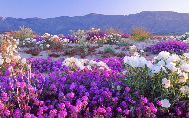 Цветущая пустыня Атакама, Чили