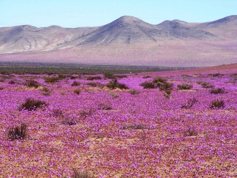 Цветочек в пустыне