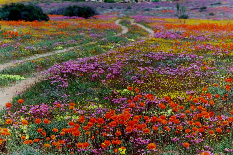 Цветущая пустыня. Пустыня Атакама, Чили