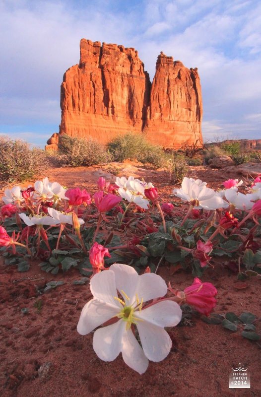 Пустыня Атакама цветет