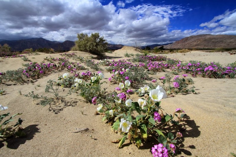 Цветущая пустыня Анза Боррего