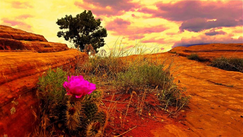 Цветущая пустыня Намиб