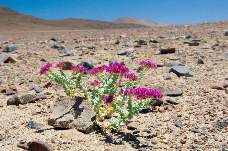 Цветущая пустыня Анза Боррего