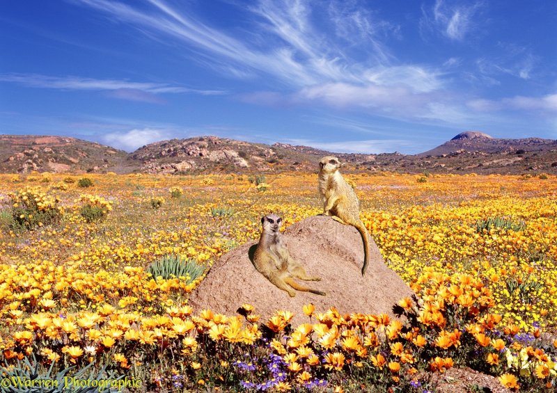 Калифорнийская Цветущая пустыня
