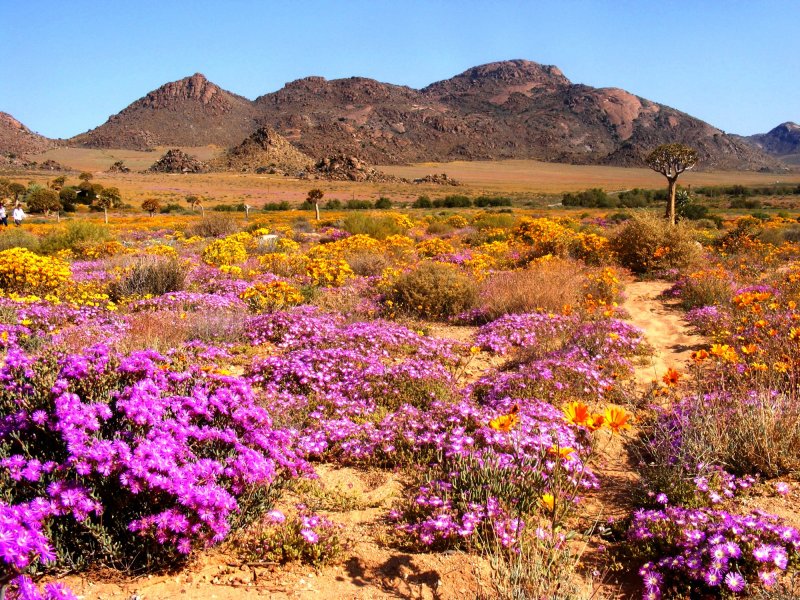 Растения пустыни Атакама в Чили