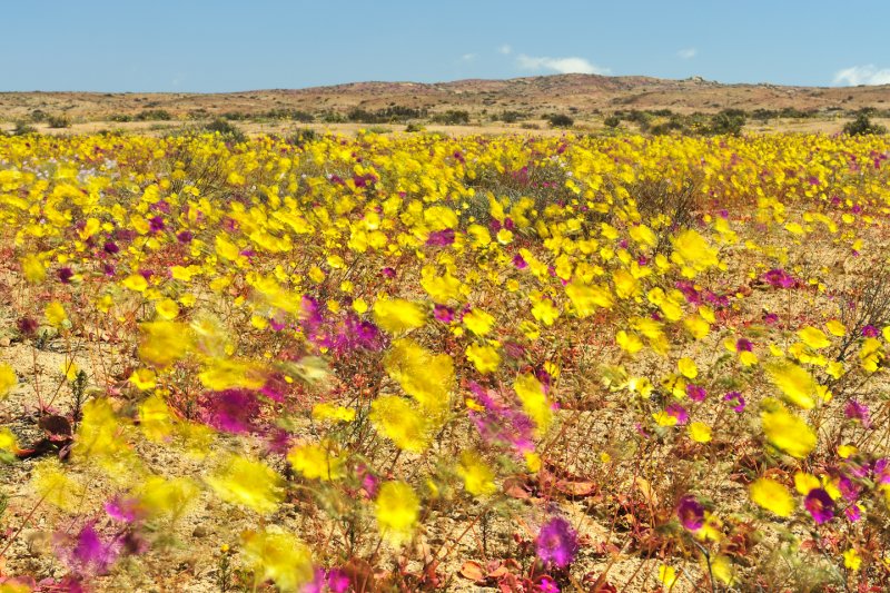 Цветы в пустыне Атакама