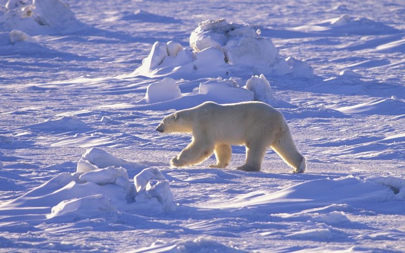 Животные Арктики белый медведь