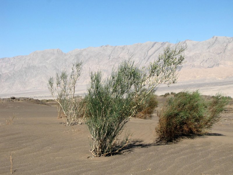 Джузгун в пустыне