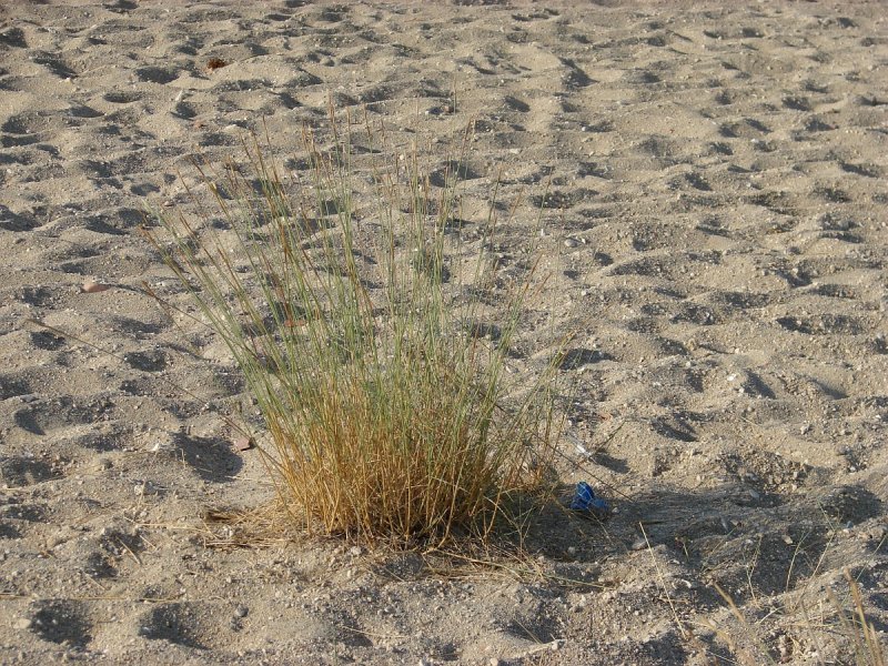 Колосняк песчаный в пустыне