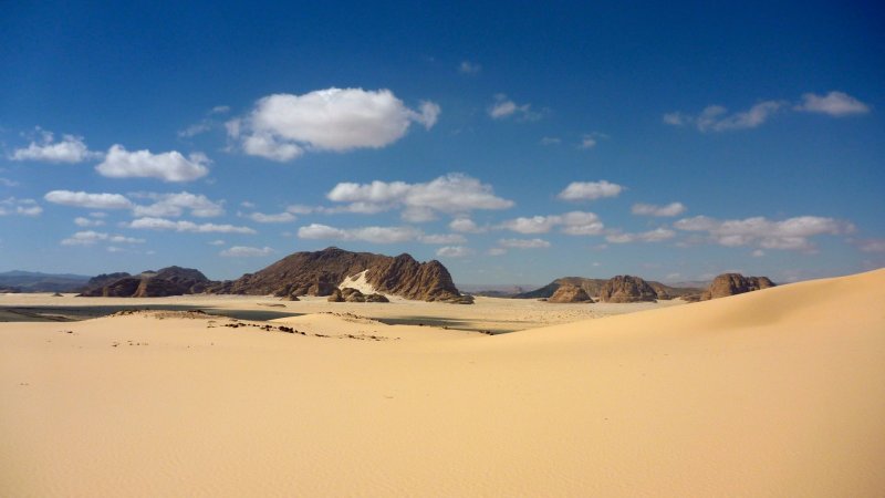Флора пустыни Синая Египет