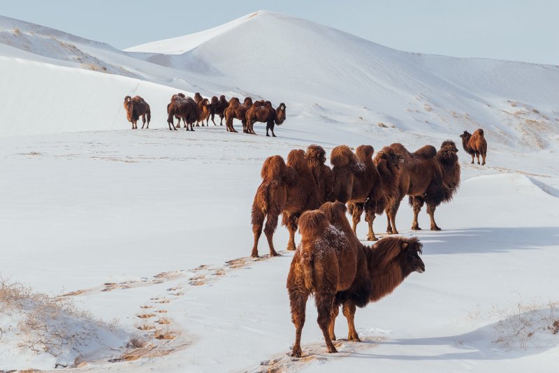Монголия Гоби климат