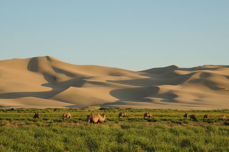 Природа пустыни Гоби Монголия