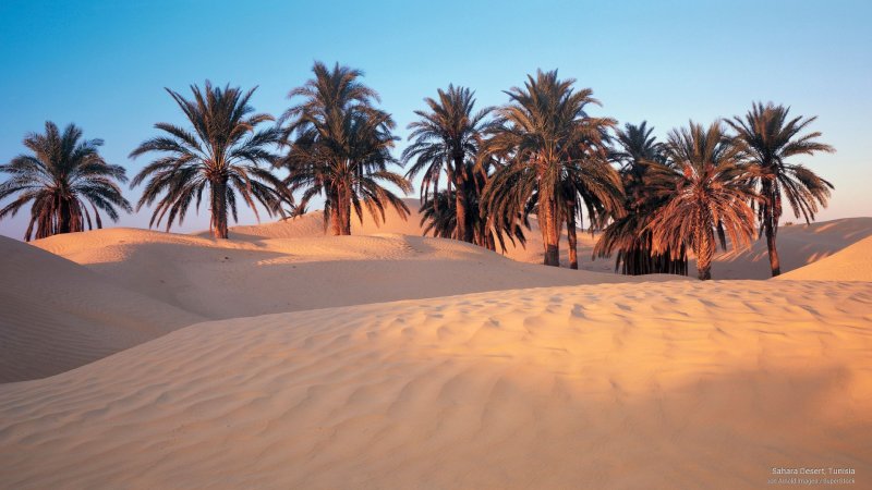 Оазис в пустыне Гоби