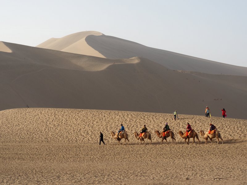 Пустыня Гоби Верблюды